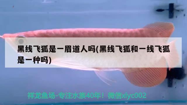 黑線飛狐是一眉道人嗎(黑線飛狐和一線飛狐是一種嗎) 一眉道人魚