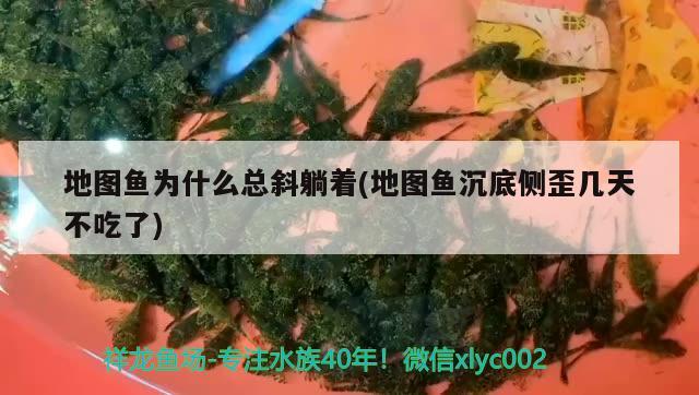 地圖魚為什么總斜躺著(地圖魚沉底側(cè)歪幾天不吃了) 觀賞魚 第2張