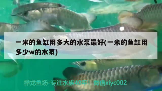 一米的魚缸用多大的水泵最好(一米的魚缸用多少w的水泵) 奈及利亞紅圓點(diǎn)狗頭