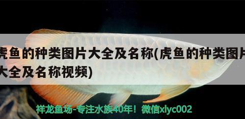 虎魚的種類圖片大全及名稱(虎魚的種類圖片大全及名稱視頻) 虎魚百科