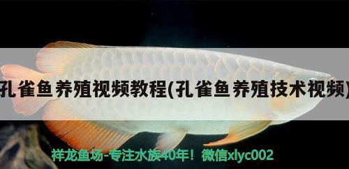 孔雀魚養(yǎng)殖視頻教程(孔雀魚養(yǎng)殖技術視頻)