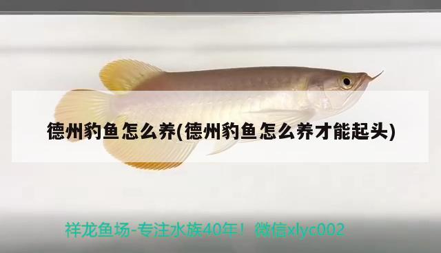 德州豹魚怎么養(yǎng)(德州豹魚怎么養(yǎng)才能起頭)