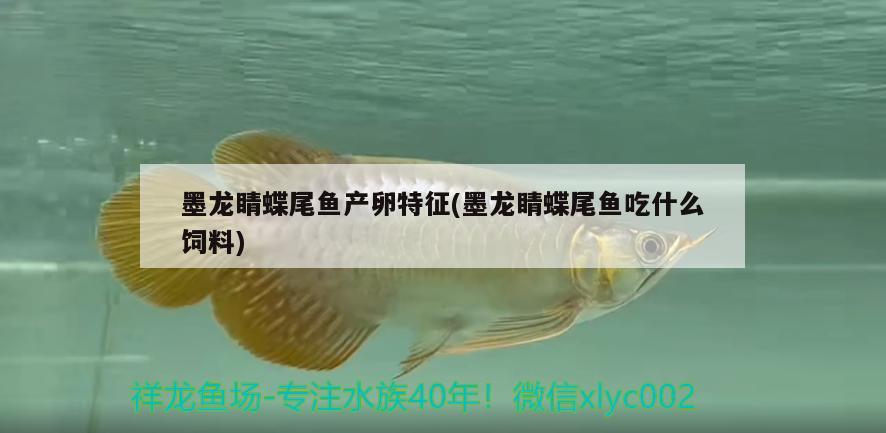 墨龍睛蝶尾魚產(chǎn)卵特征(墨龍睛蝶尾魚吃什么飼料) 觀賞魚