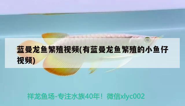 藍(lán)曼龍魚繁殖視頻(有藍(lán)曼龍魚繁殖的小魚仔視頻) 觀賞魚