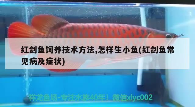 紅劍魚飼養(yǎng)技術(shù)方法,怎樣生小魚(紅劍魚常見病及癥狀)