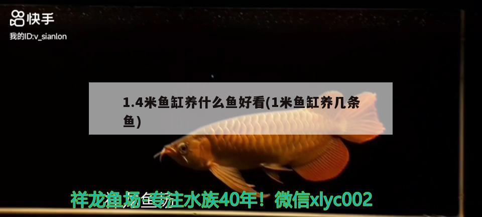 1.4米魚(yú)缸養(yǎng)什么魚(yú)好看(1米魚(yú)缸養(yǎng)幾條魚(yú))