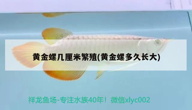 黃金螺幾厘米繁殖(黃金螺多久長(zhǎng)大) 觀賞魚