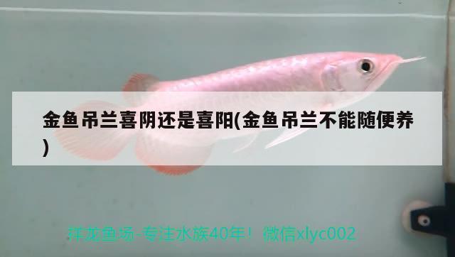 金魚吊蘭喜陰還是喜陽(金魚吊蘭不能隨便養(yǎng)) 觀賞魚