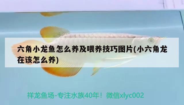 六角小龍魚怎么養(yǎng)及喂養(yǎng)技巧圖片(小六角龍在該怎么養(yǎng)) 觀賞魚