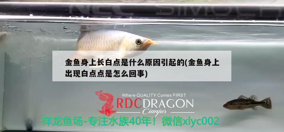 金魚(yú)身上長(zhǎng)白點(diǎn)是什么原因引起的(金魚(yú)身上出現(xiàn)白點(diǎn)點(diǎn)是怎么回事) 觀賞魚(yú)