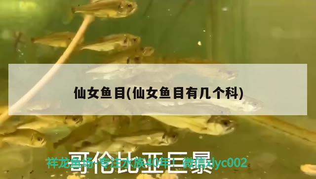 仙女魚目(仙女魚目有幾個(gè)科)