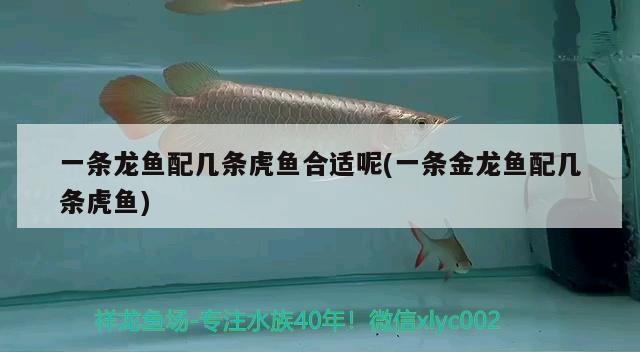 一條龍魚配幾條虎魚合適呢(一條金龍魚配幾條虎魚)