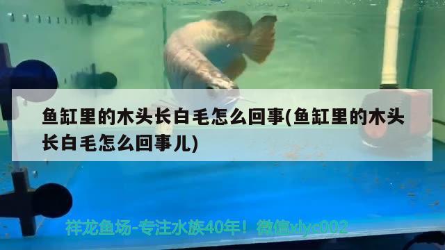 魚缸里的木頭長白毛怎么回事(魚缸里的木頭長白毛怎么回事兒) 白子金龍魚