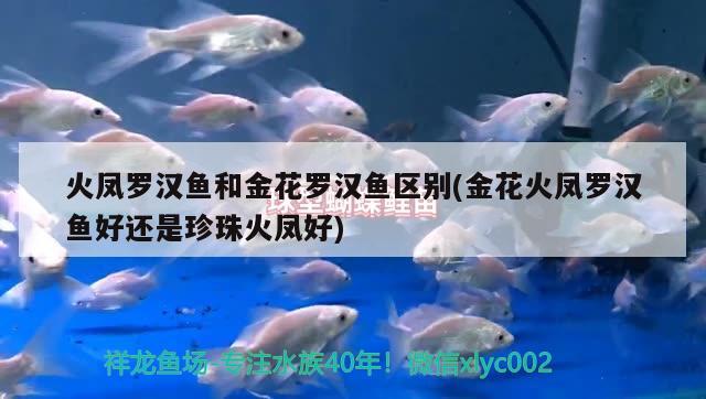 火鳳羅漢魚和金花羅漢魚區(qū)別(金花火鳳羅漢魚好還是珍珠火鳳好) 羅漢魚