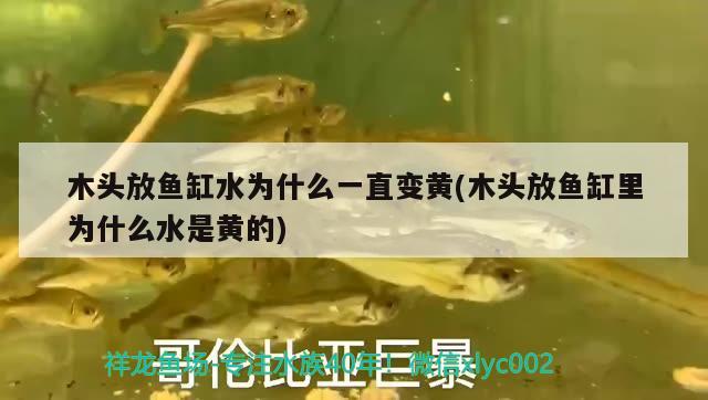 木頭放魚缸水為什么一直變黃(木頭放魚缸里為什么水是黃的)