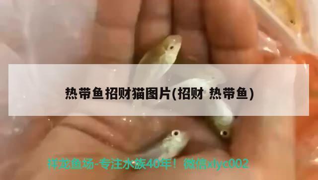 熱帶魚招財貓圖片(招財熱帶魚)