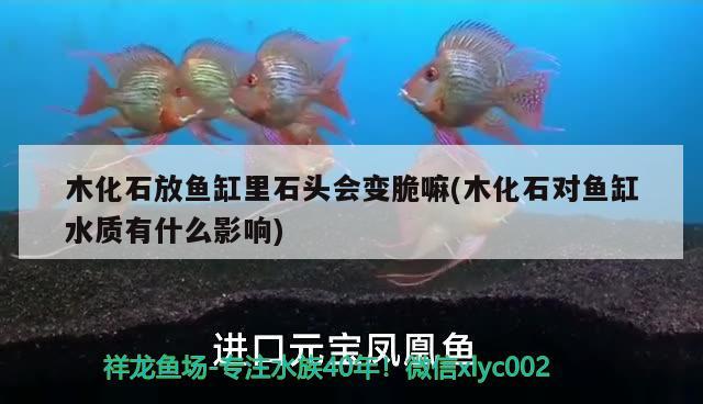 木化石放魚缸里石頭會變脆嘛(木化石對魚缸水質有什么影響) 綠皮皇冠豹魚