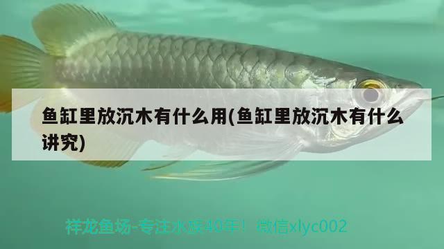 魚缸里放沉木有什么用(魚缸里放沉木有什么講究)