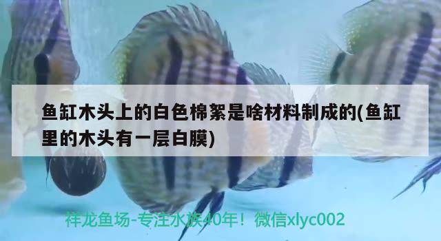 魚缸木頭上的白色棉絮是啥材料制成的(魚缸里的木頭有一層白膜) B級過背金龍魚 第3張