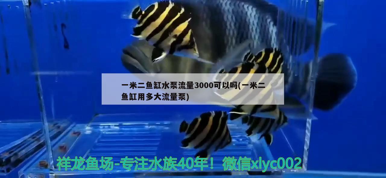 一米二魚(yú)缸水泵流量3000可以嗎(一米二魚(yú)缸用多大流量泵) 魚(yú)缸水泵