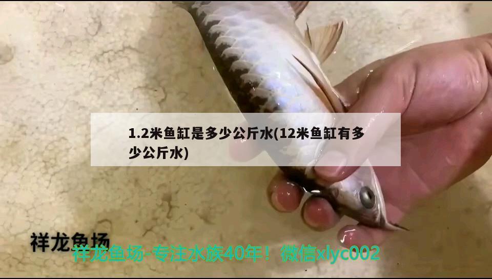 1.2米魚(yú)缸是多少公斤水(12米魚(yú)缸有多少公斤水) 一眉道人魚(yú) 第2張