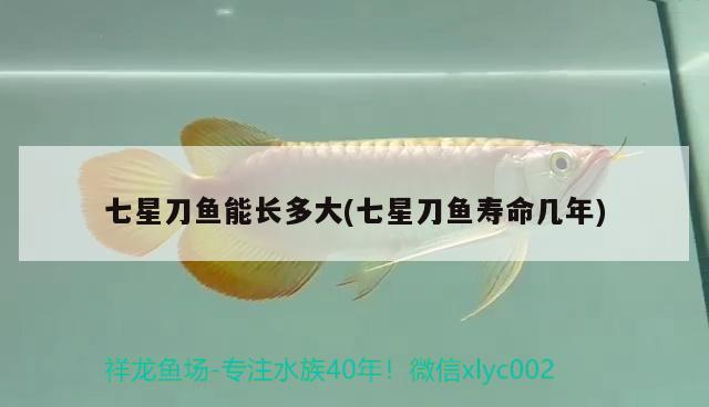 七星刀魚能長多大(七星刀魚壽命幾年)