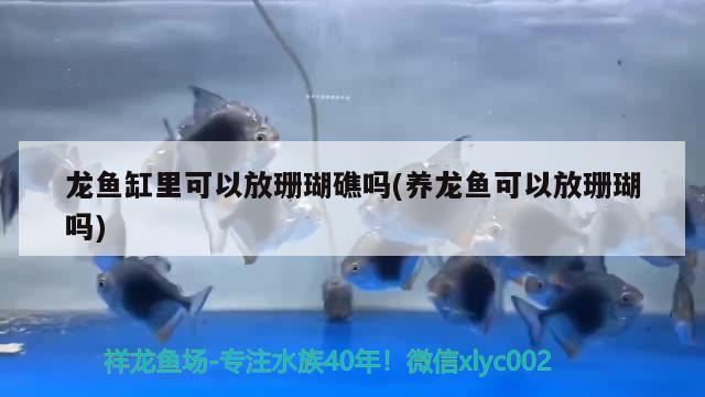 龍魚缸里可以放珊瑚礁嗎(養(yǎng)龍魚可以放珊瑚嗎) 綠皮皇冠豹魚