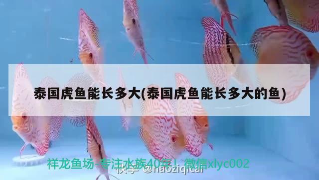 泰國虎魚能長多大(泰國虎魚能長多大的魚) 虎魚百科