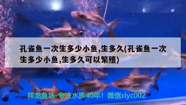 孔雀魚一次生多少小魚,生多久(孔雀魚一次生多少小魚,生多久可以繁殖)