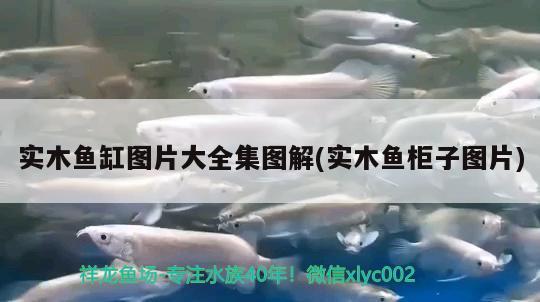 實(shí)木魚(yú)缸圖片大全集圖解(實(shí)木魚(yú)柜子圖片) 黃吉金龍（白子金龍魚(yú)）