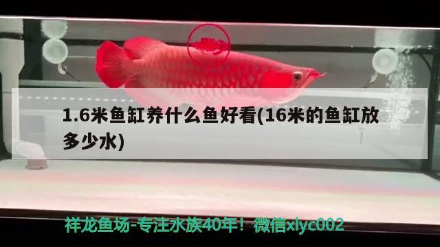 1.6米魚缸養(yǎng)什么魚好看(16米的魚缸放多少水)