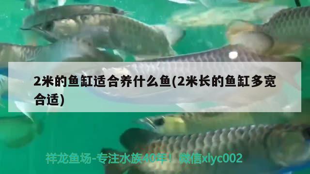 2米的魚(yú)缸適合養(yǎng)什么魚(yú)(2米長(zhǎng)的魚(yú)缸多寬合適) 野彩魚(yú)