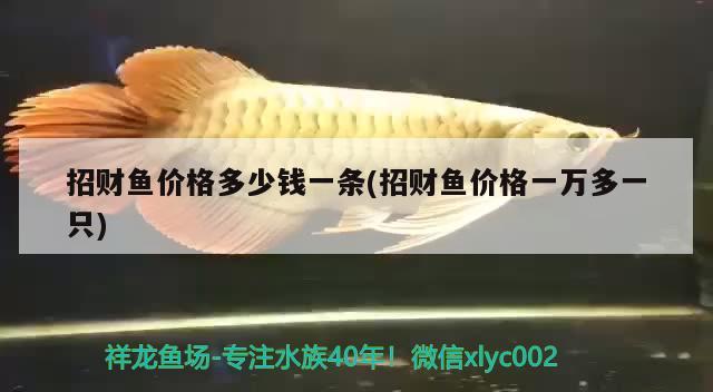 招財(cái)魚價(jià)格多少錢一條(招財(cái)魚價(jià)格一萬多一只)