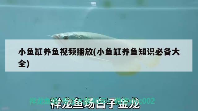 小魚缸養(yǎng)魚視頻播放(小魚缸養(yǎng)魚知識必備大全)