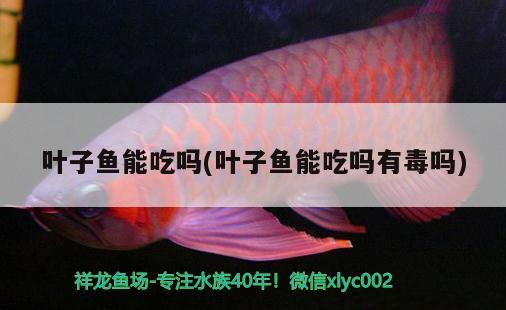 葉子魚能吃嗎(葉子魚能吃嗎有毒嗎) 觀賞魚