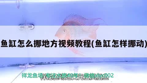 魚缸怎么挪地方視頻教程(魚缸怎樣挪動) 巨骨舌魚