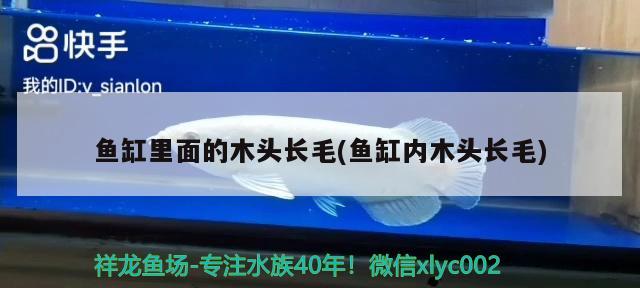 魚缸里面的木頭長毛(魚缸內(nèi)木頭長毛) 水族維護(hù)服務(wù)（上門）