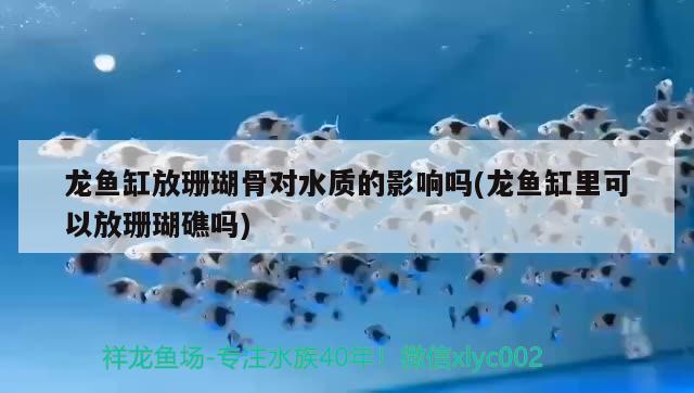 龍魚缸放珊瑚骨對(duì)水質(zhì)的影響嗎(龍魚缸里可以放珊瑚礁嗎) 紅眼黃化幽靈火箭魚|皇家火箭魚