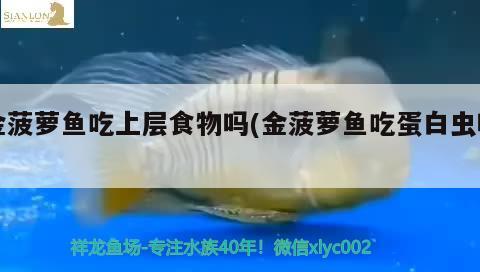 金菠蘿魚吃上層食物嗎(金菠蘿魚吃蛋白蟲嗎) 觀賞魚