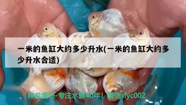 一米的魚(yú)缸大約多少升水(一米的魚(yú)缸大約多少升水合適)