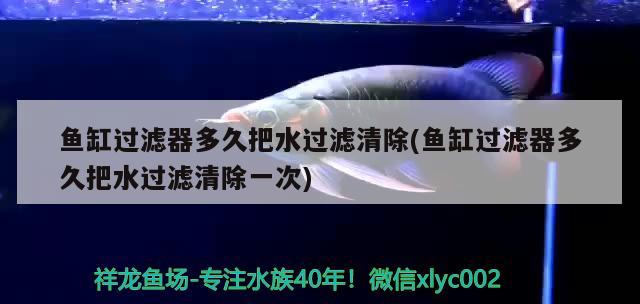 魚缸過濾器多久把水過濾清除(魚缸過濾器多久把水過濾清除一次)