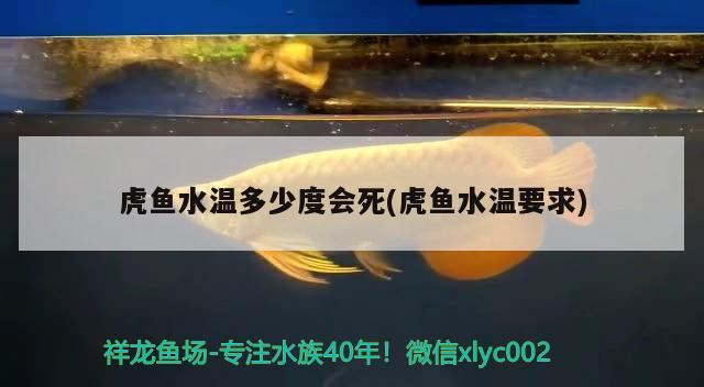 虎魚水溫多少度會死(虎魚水溫要求)