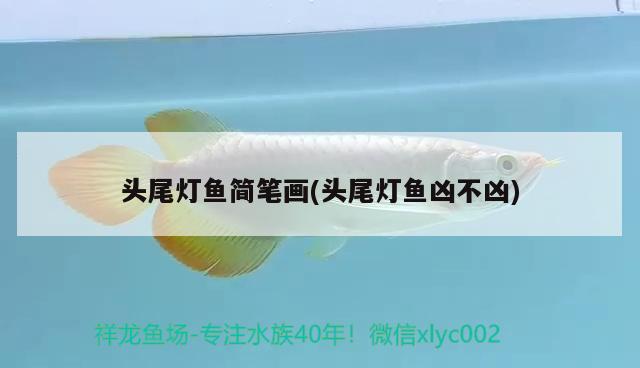 頭尾燈魚簡(jiǎn)筆畫(頭尾燈魚兇不兇) 觀賞魚