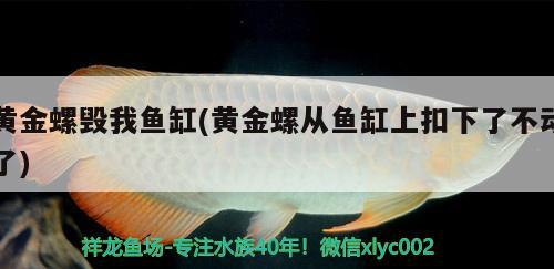 黃金螺毀我魚缸(黃金螺從魚缸上扣下了不動了)