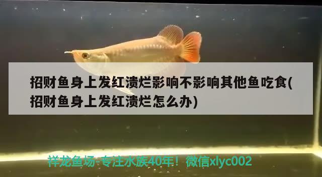 招財(cái)魚身上發(fā)紅潰爛影響不影響其他魚吃食(招財(cái)魚身上發(fā)紅潰爛怎么辦) 觀賞魚