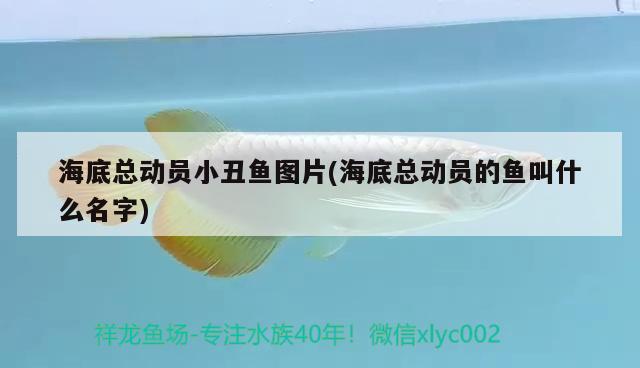 海底總動員小丑魚圖片(海底總動員的魚叫什么名字) 海水魚