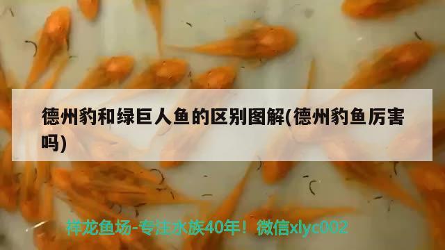 德州豹和綠巨人魚的區(qū)別圖解(德州豹魚厲害嗎) 觀賞魚