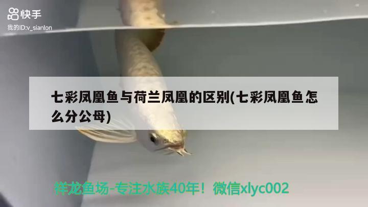 七彩鳳凰魚與荷蘭鳳凰的區(qū)別(七彩鳳凰魚怎么分公母)