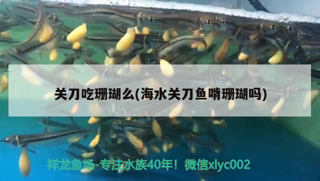 關(guān)刀吃珊瑚么(海水關(guān)刀魚啃珊瑚嗎) 觀賞魚