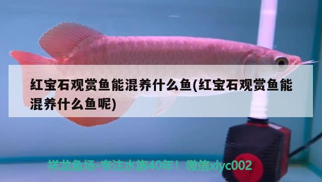 紅寶石觀賞魚能混養(yǎng)什么魚(紅寶石觀賞魚能混養(yǎng)什么魚呢) 觀賞魚